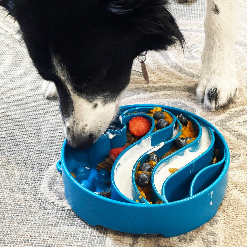 Dog interacting with a blue slow feeder bowl filled with food on a textured surface.